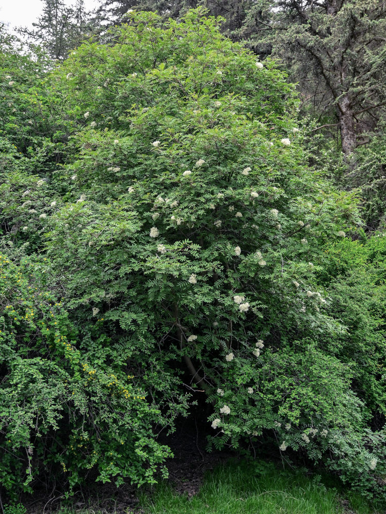 Изображение особи Sorbus tianschanica.