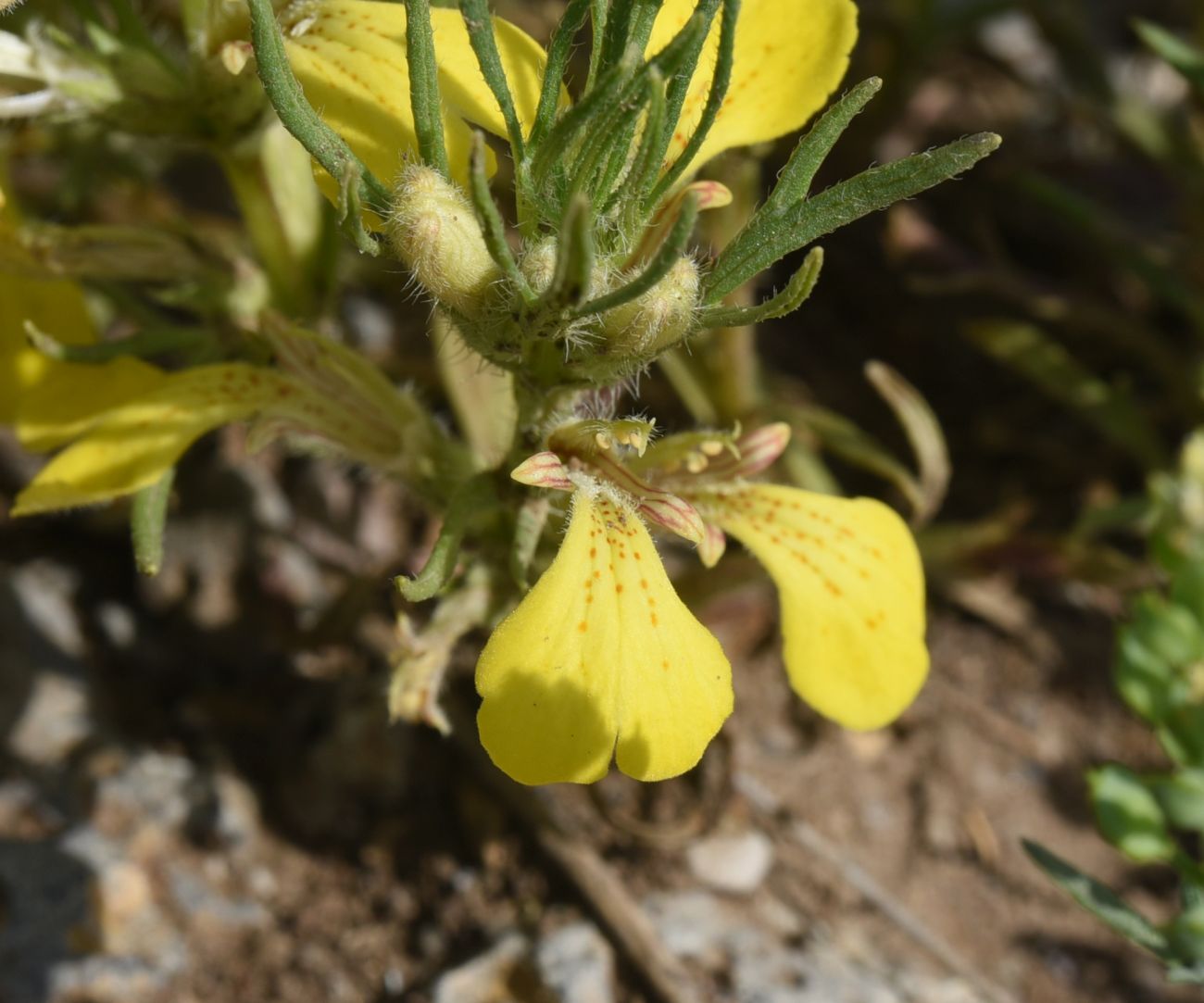 Image of Ajuga chamaepitys specimen.