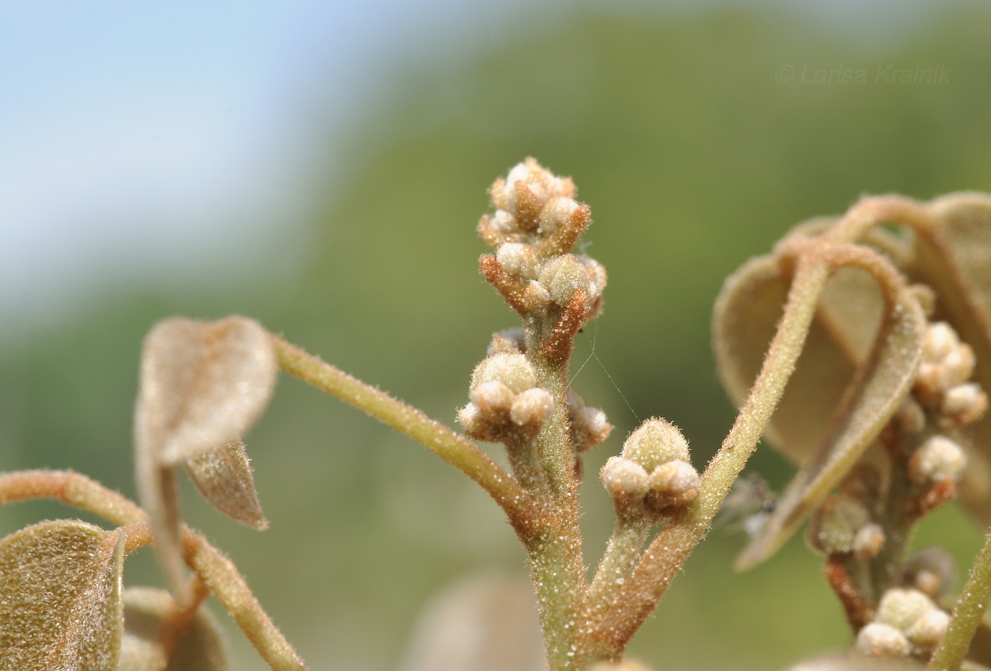 Изображение особи Connarus paniculatus.