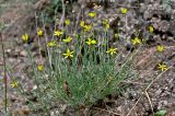 Haplophyllum dauricum. Цветущее растение. Китай, пров. Ганьсу, гора Цзиши, ущ. Дасы, глинистый склон. 07.06.2025.
