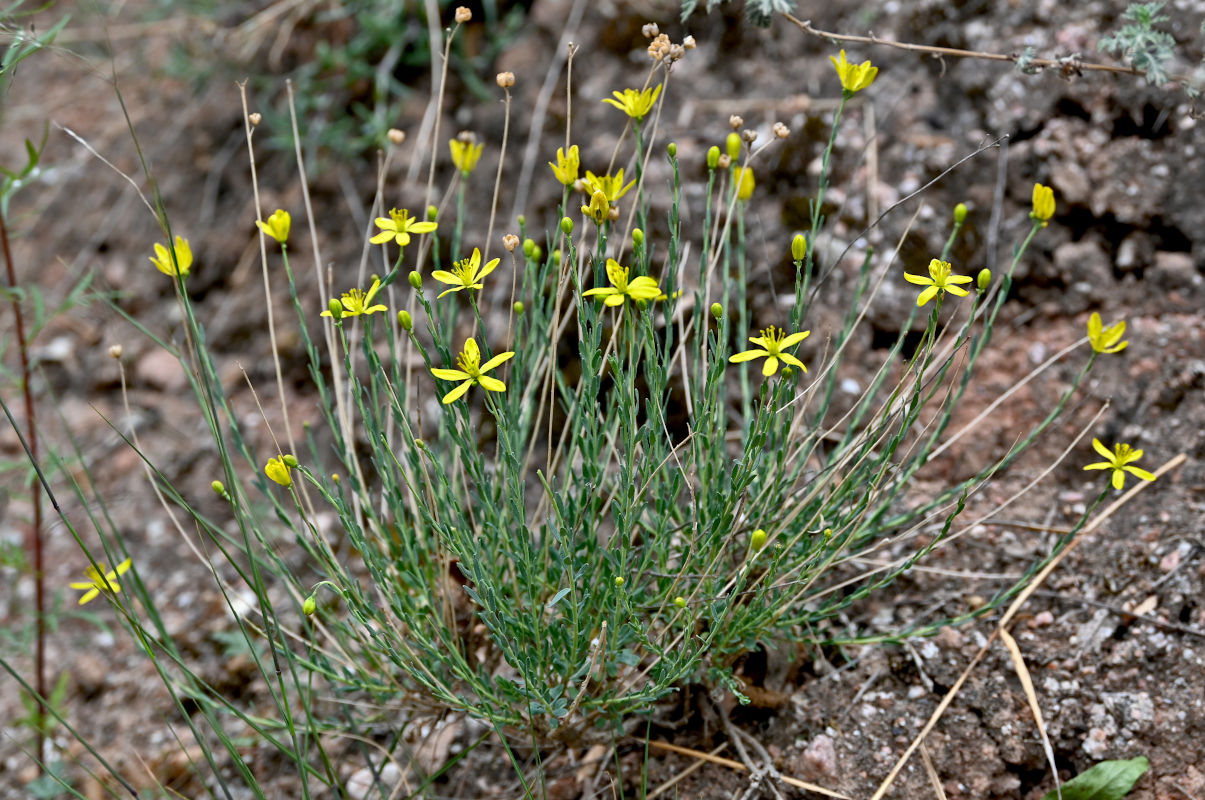 Image of Haplophyllum dauricum specimen.