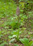 Orchis purpurea подвид caucasica. Цветущее растение. Краснодарский край, Крымский р-н, окр. станицы Неберджаевская, ур. Темрючки, буково-грабово-дубовый лес. 13.05.2026.