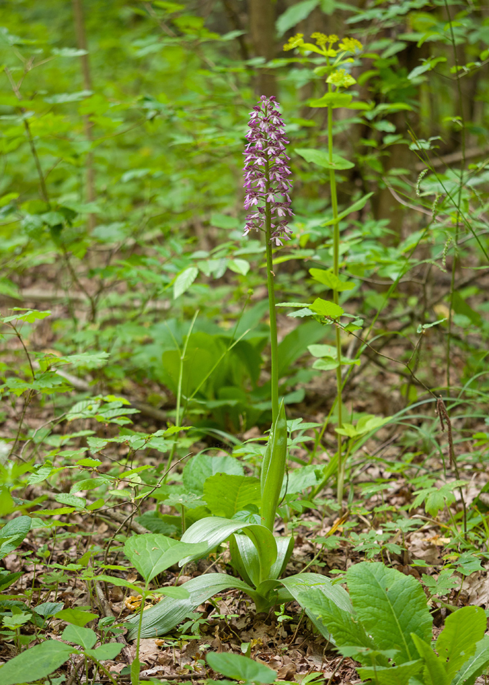 Изображение особи Orchis purpurea ssp. caucasica.