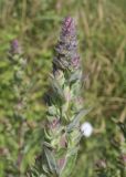 Lythrum salicaria. Верхушка побега с формирующимися соцветиями. Испания, Каталония, пров. Жирона, комарка Баш Эмпорда, муниципалитет Пальс, залежь на рисовом чеке. 07.06.2026.