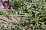 род Astragalus