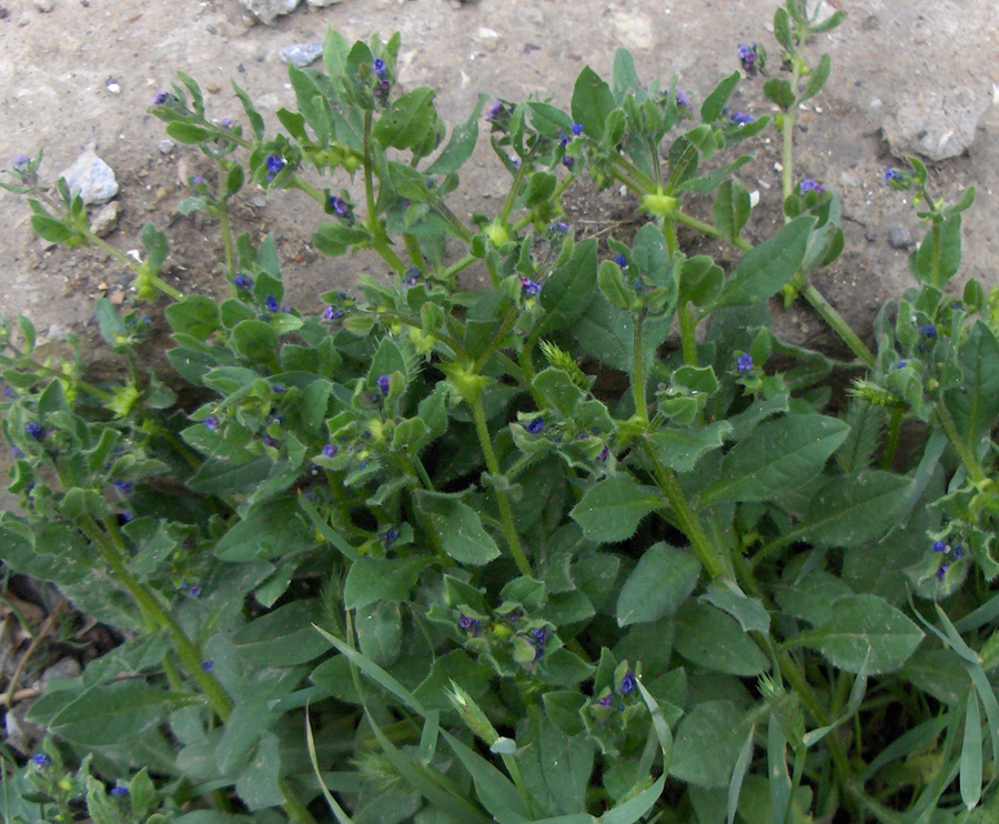 Image of Asperugo procumbens specimen.