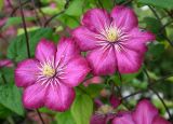 genus Clematis