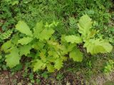 Quercus mongolica. Молодые растения. Хабаровский край, окр. г. Комсомольск-на-Амуре, опушка смешанного леса. 08.06.2026.