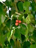 Ficus benjamina. Верхушка побега с соплодиями. Португалия, г. Лиссабон, в культуре. 09.08.2025.