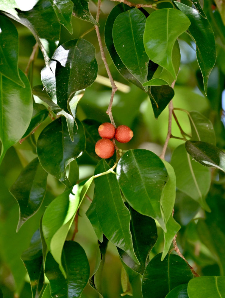 Image of Ficus benjamina specimen.