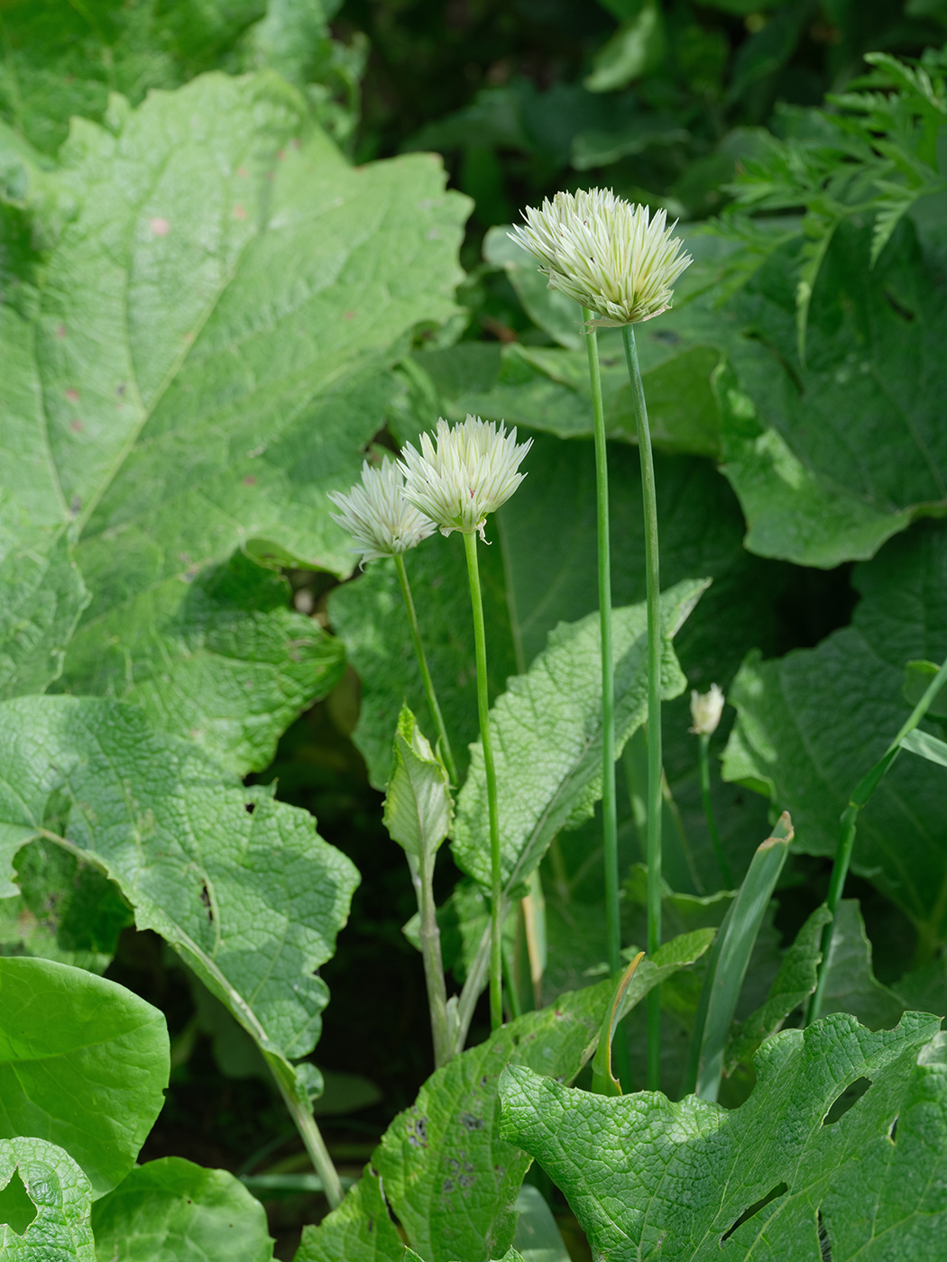 Image of genus Allium specimen.