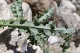 genus Cirsium