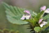 Galeopsis bifida