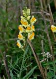 Linaria vulgaris. Верхушка побега с соцветием. Тульская обл., Заокский р-н, окр. с. Дмитриевское, окраина поля. 07.09.2025.