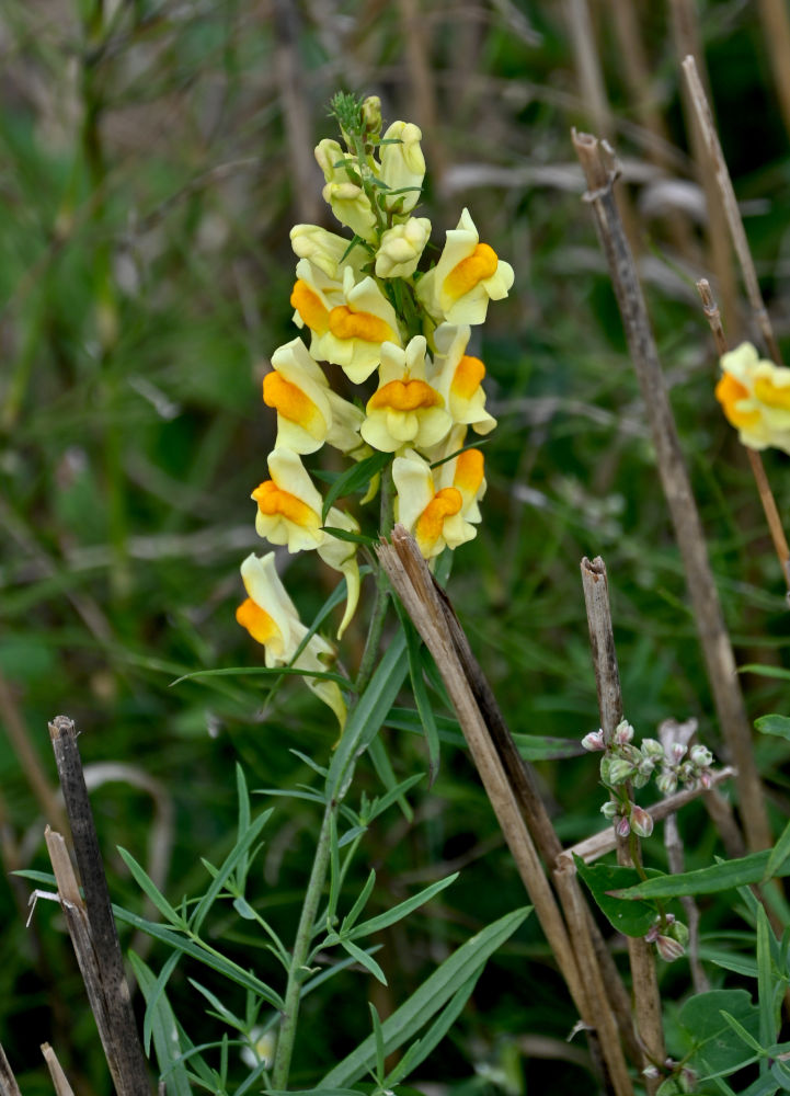Image of Linaria vulgaris specimen.