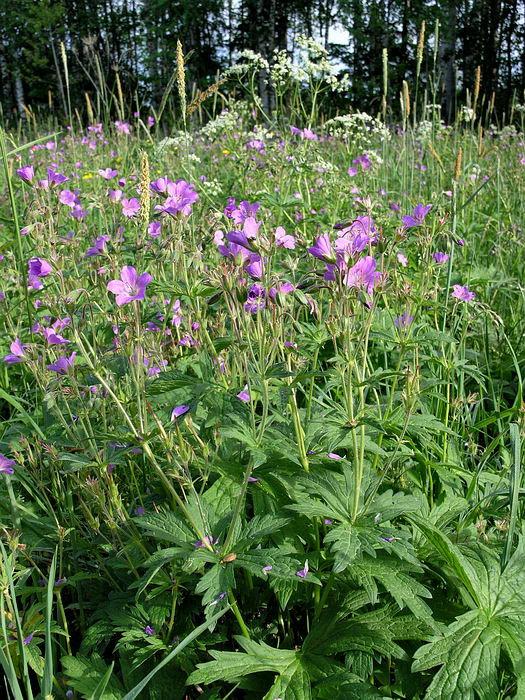 Изображение особи Geranium sylvaticum.