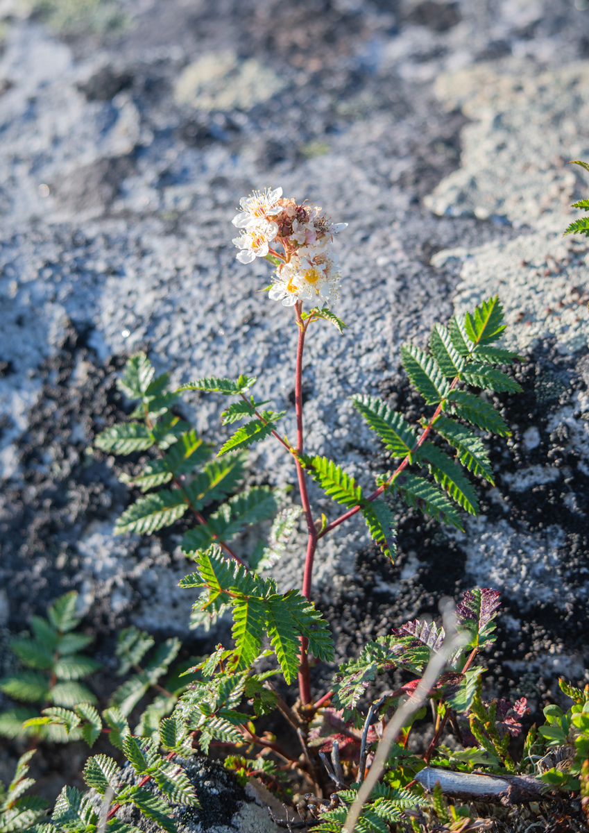 Изображение особи Sorbaria grandiflora.