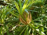 Podocarpus macrophyllus. Побег с микростробилами. В культуре. Сочи, Дендрарий. 27.06.2008.