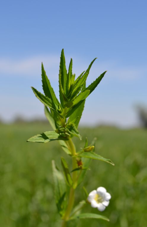 Изображение особи Gratiola officinalis.