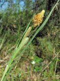 Carex aquatilis
