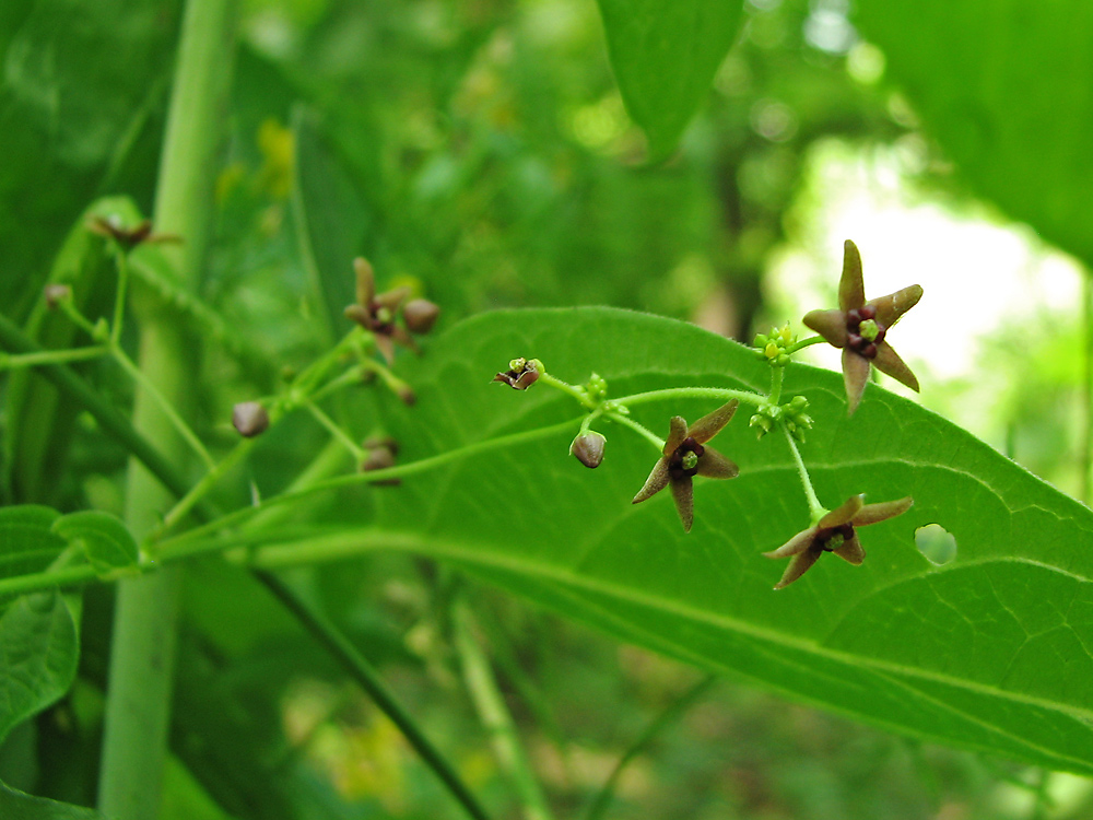 Image of Vincetoxicum ucrainicum specimen.