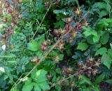 genus Dictamnus. Соплодия. Москва, ГБС РАН, в культуре. 01.07.2011.