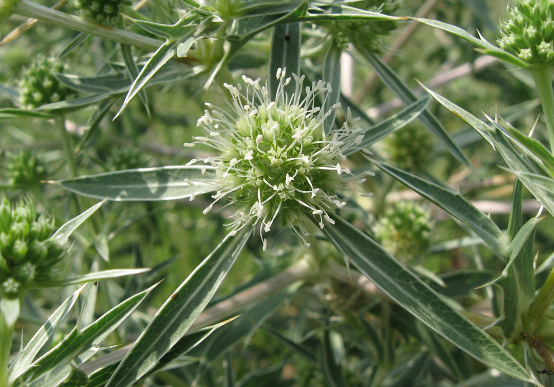 Изображение особи Eryngium campestre.