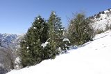 Juniperus seravschanica