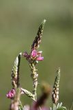 Onobrychis arenaria. Соцветия (Onobrychis ferganica (Sirj.) Grossh.). Южный Казахстан, хр. Боролдайтау, ущ. Кокбулак. 15.05.2008.