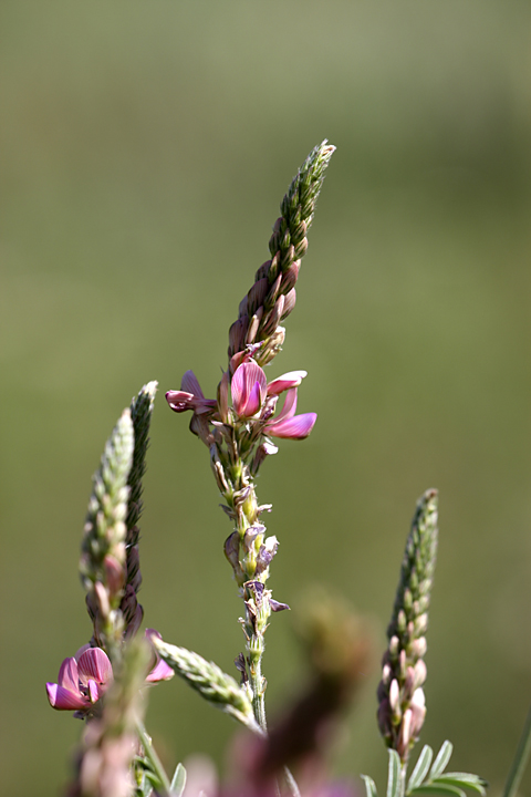 Изображение особи Onobrychis arenaria.