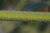 Althaea taurinensis