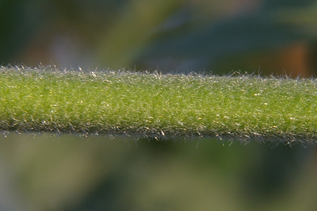 Image of Althaea taurinensis specimen.