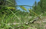 Carex vesicaria