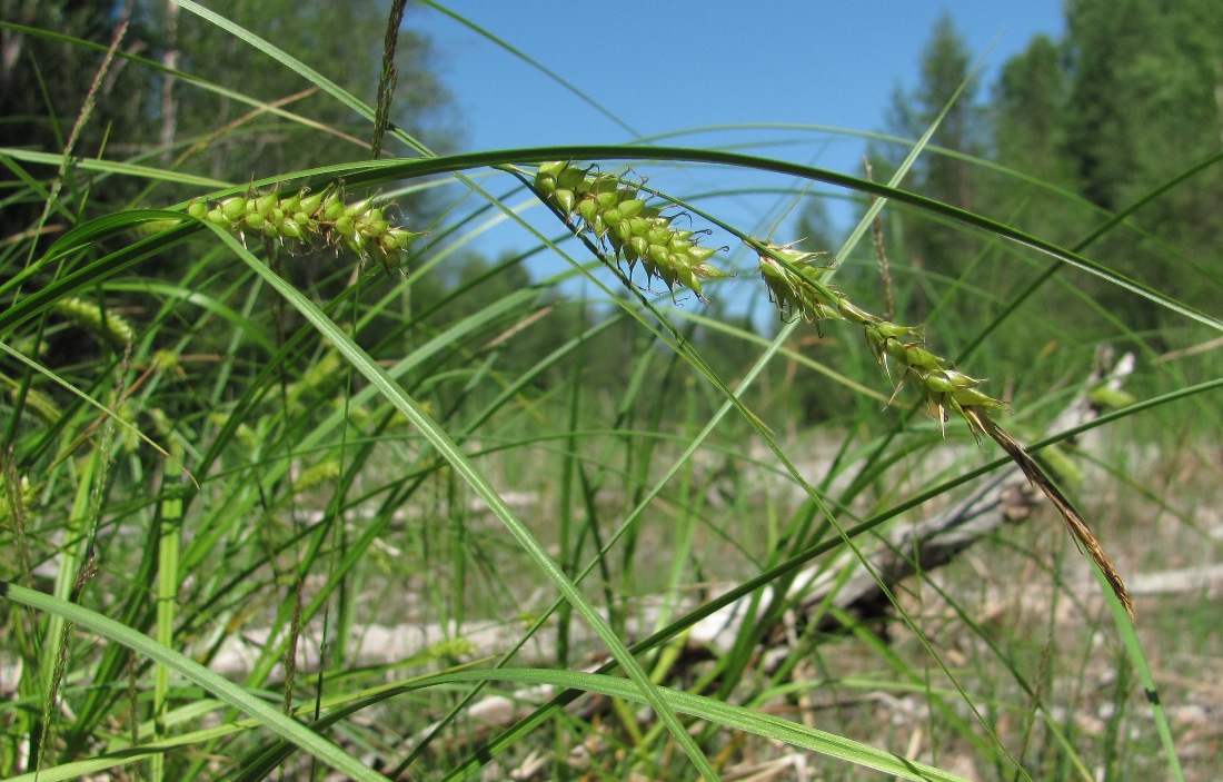 Image of Carex vesicaria specimen.