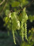 Populus tremula