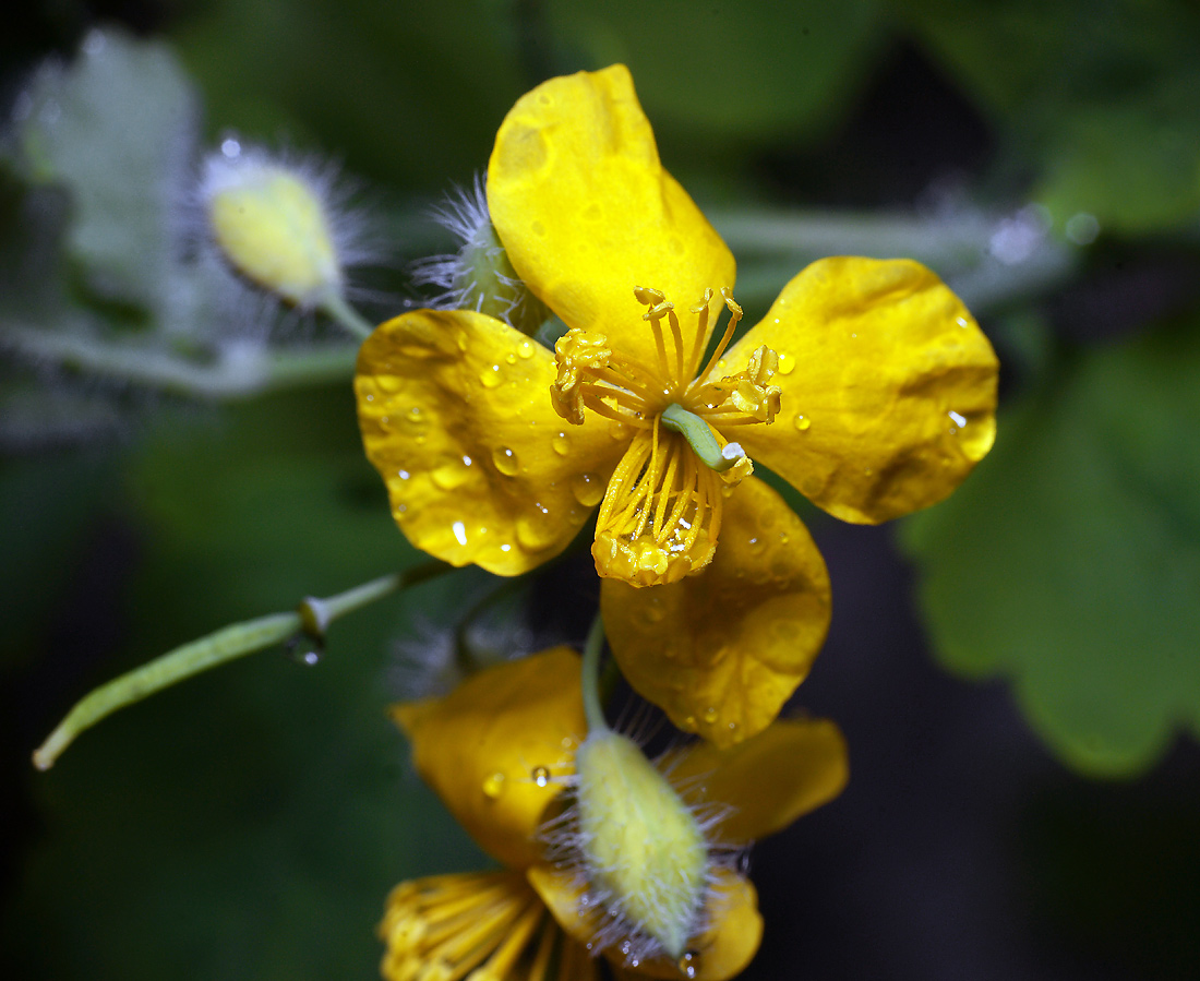 Image of Chelidonium majus specimen.