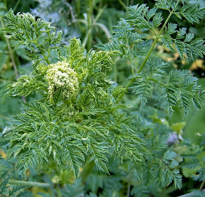 Изображение особи Conium maculatum.