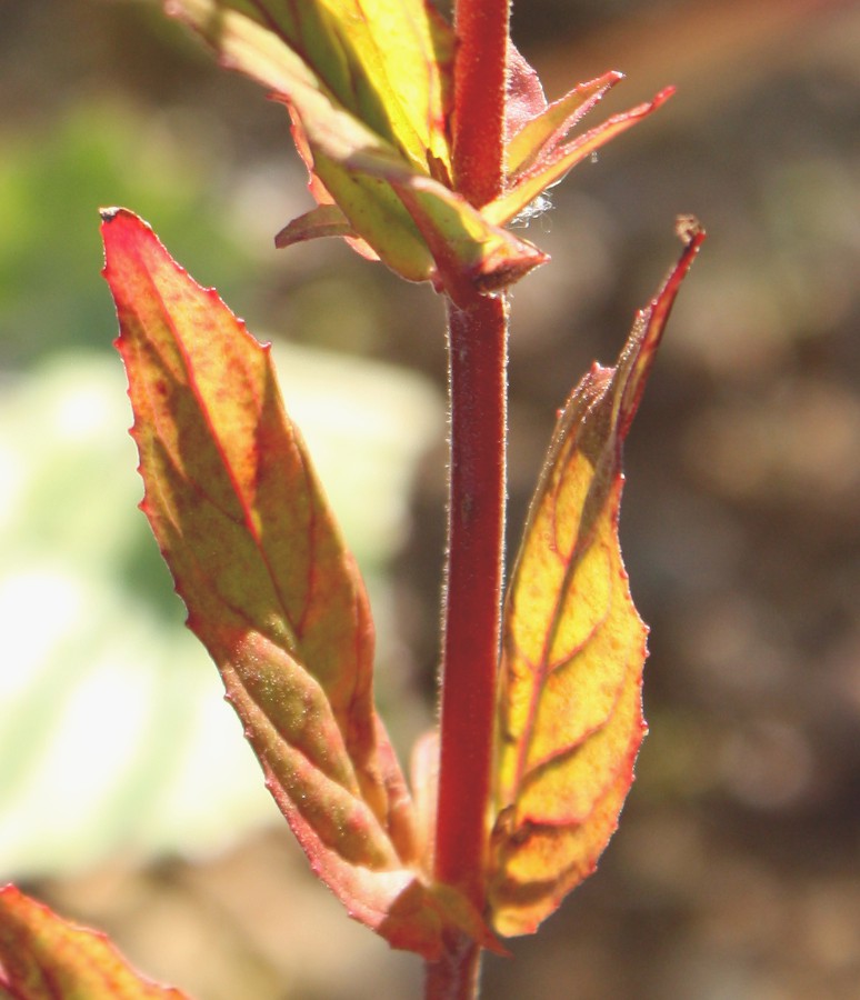 Изображение особи Epilobium adenocaulon.