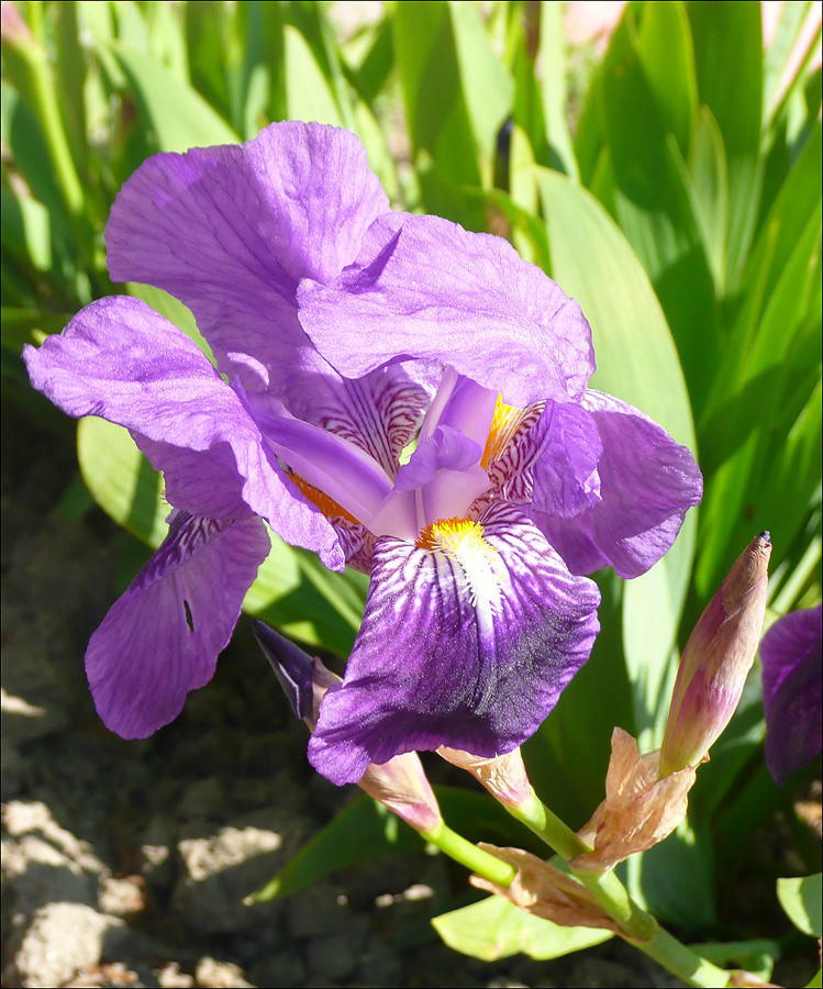 Изображение особи Iris germanica.