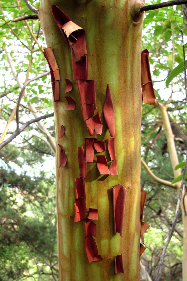 Image of Arbutus andrachne specimen.