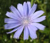 Cichorium intybus