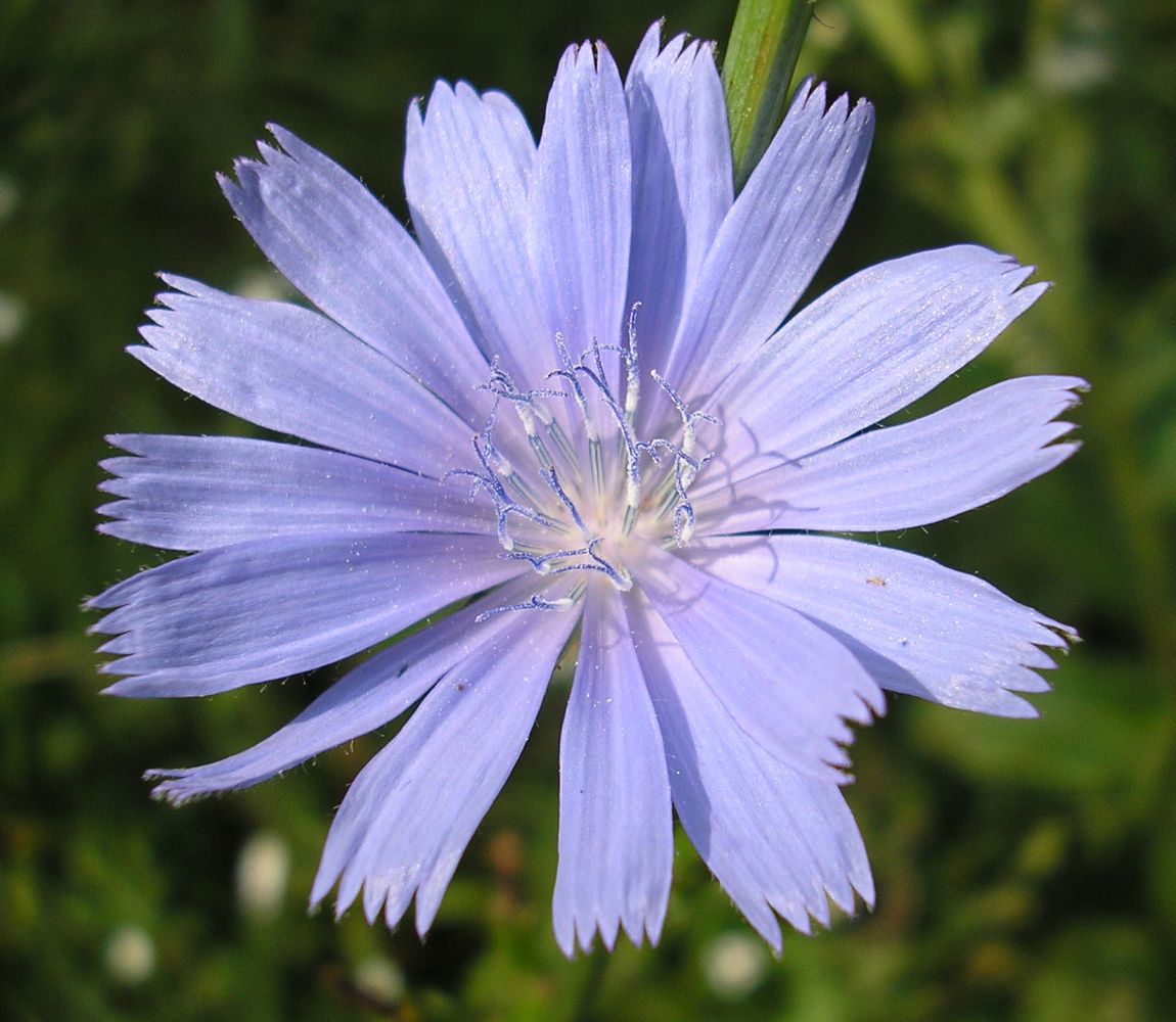 Image of Cichorium intybus specimen.