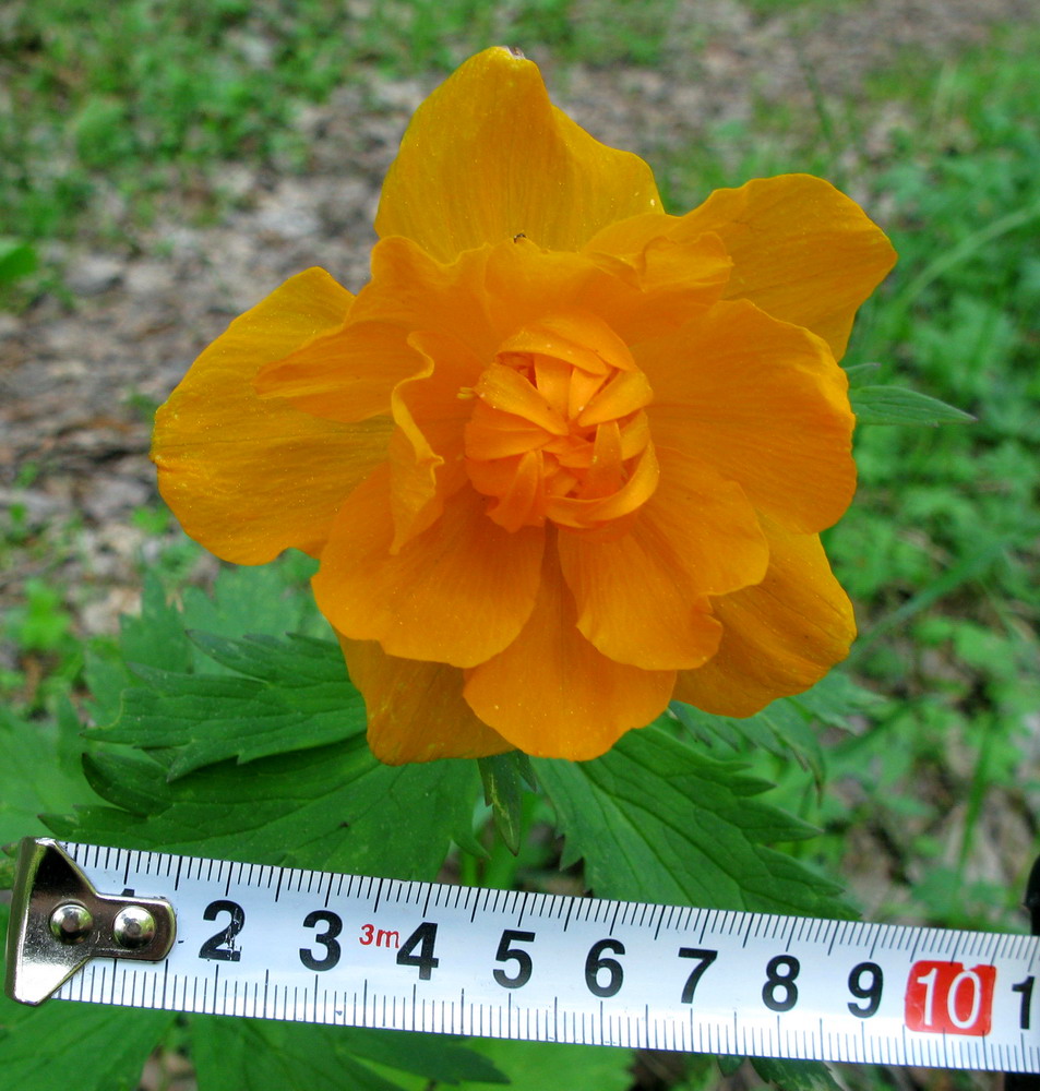 Изображение особи Trollius asiaticus.