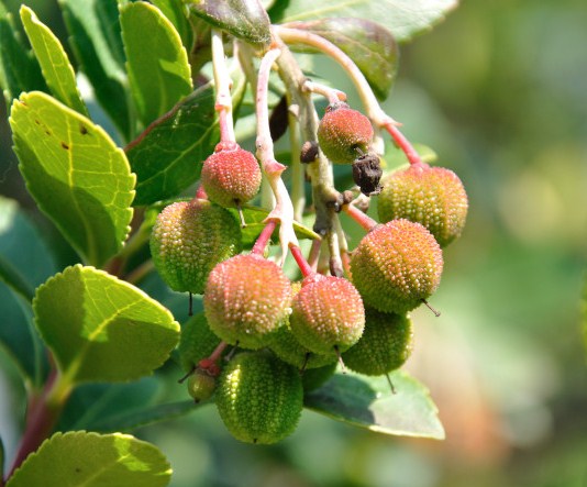 Image of Arbutus unedo specimen.