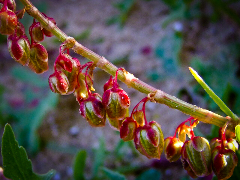 Изображение особи Rumex occultans.