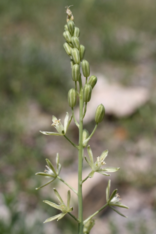 Image of Ornithogalum pyrenaicum specimen.