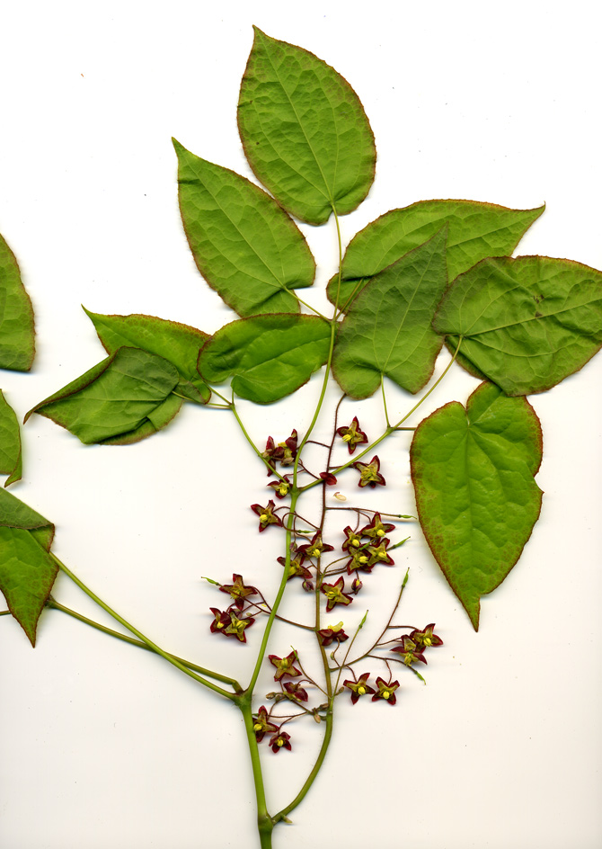 Изображение особи Epimedium alpinum.