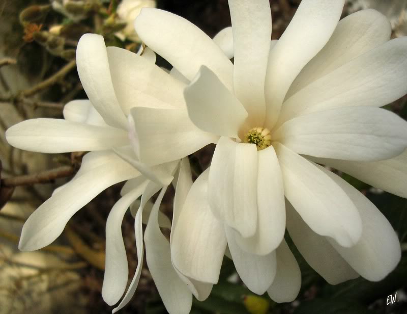 Image of Magnolia stellata specimen.