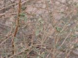 Nitraria retusa. Ветви с листьями и бутонами. Израиль, долина Арава, солончак Эйн-Эврона.