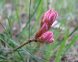 Quercus pubescens. Молодое растение. Крым, Ялта. 10 апреля 2012 г.